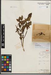Foto von Salix phylicifolia var. sinensis Hand.-Mazz.